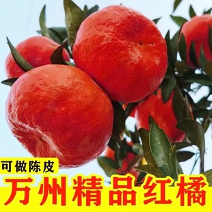 正宗万州古红橘红皮桔子大红袍老树川红薄皮当季新鲜水果陈皮原料