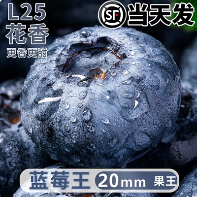 头茬丹东花香蓝莓新鲜采摘L25花香蓝莓新鲜现摘清甜孕妇宝宝辅食