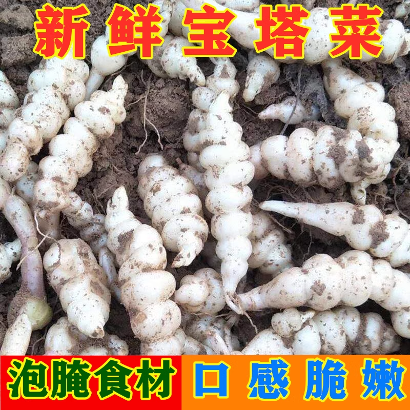 23新鲜螺丝菜脆嫩宝塔菜5斤地牯牛地蚕甘露子地坏菜现挖地螺丝