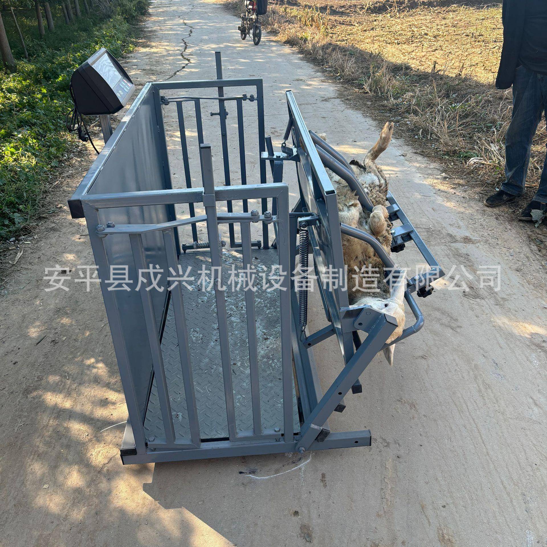 称重羊防疫通道翻转修羊蹄剪羊毛流水线式操作
