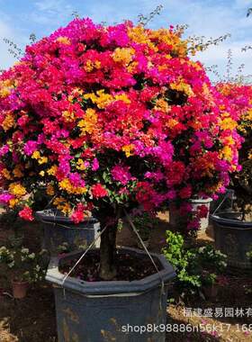 泰国五雀造型三角梅 重庆多彩勒杜鹃 四川多色三角梅价格