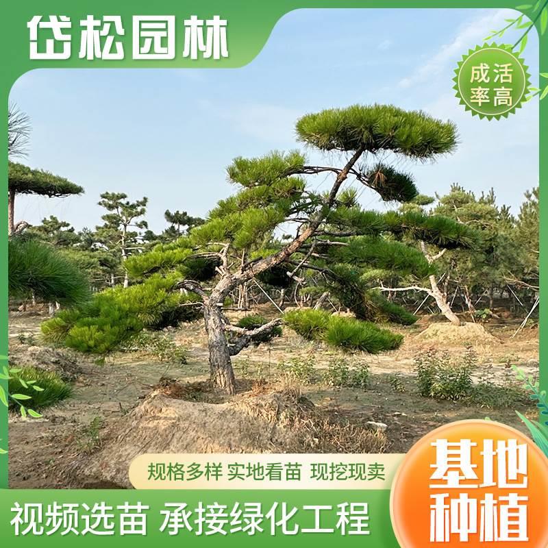 造型油松 盆景松景观松园林道路绿化苗木 视频选苗造型油松