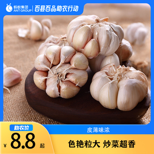 【农家大蒜】蒜头当地新鲜大蒜干大蒜农家多瓣蒜4.5-5CM多仓齐发