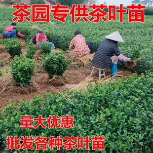 正宗安吉白茶龙井43茶苗龙井茶苗四季茶树苗南方本地耐寒茶苗