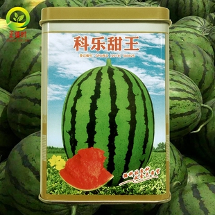 科乐甜王西瓜种子果型美大红瓤高产抗病冰麒麟8424美都西瓜种籽子