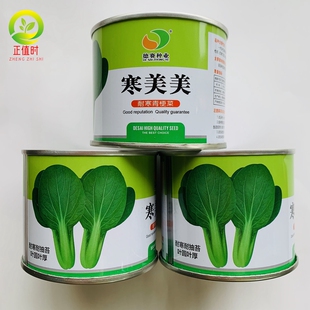 寒美美耐寒青梗菜种子黑美人小青菜种籽精品油亮上海青种苏州青苗