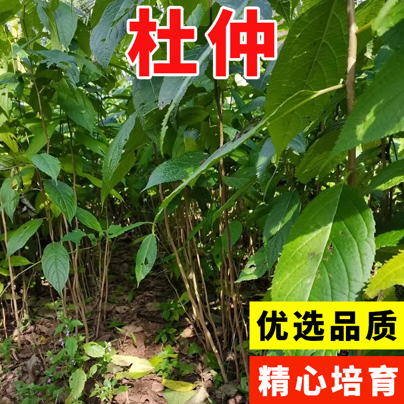 精选杜仲种子杜仲树种子新采杜仲种籽中药材杜仲丝棉皮胶树多年生