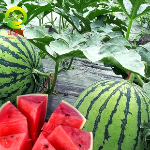 甜王8424西瓜苗子甜瓜苗秧苗红玉美都京欣黄壤甜度高各种西瓜种苗