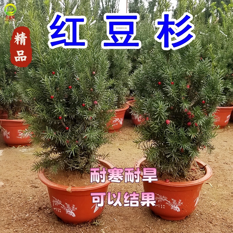 红豆杉树苗大树曼地亚红豆杉盆栽盆景老桩一公母四季常青绿植地栽