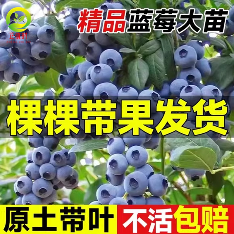 蓝莓树果苗带果南方蓝莓树果苗北方耐寒蓝莓果树苗l25大果盆栽苗-封面