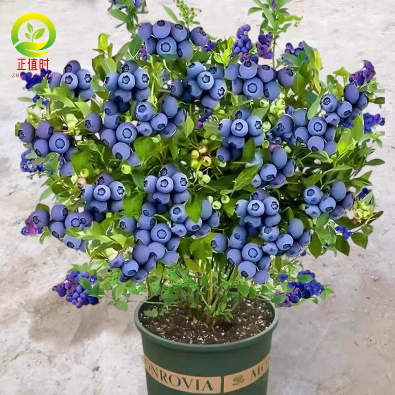 精品蓝莓大苗带果发货树盆