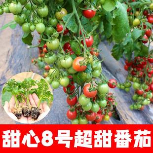 盆栽圣女果千禧小番茄种籽樱桃小柿子西红柿苗秧苗超甜蕃茄种子孑