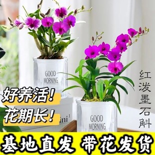 特大盆带花红泼墨石斛四季开花秋石斛懒人盆栽阳台办公室好养