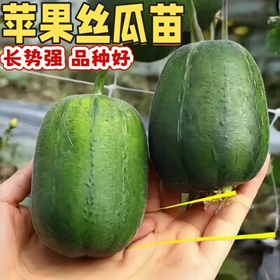 苹果丝瓜秧苗肉丝瓜秧高产早熟阳台庭院四季蔬菜水果特长香棱种苗