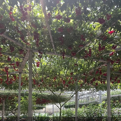 树番茄苗普罗旺斯西红柿秧老品种毛粉番茄苗子非转基因大红番茄秧