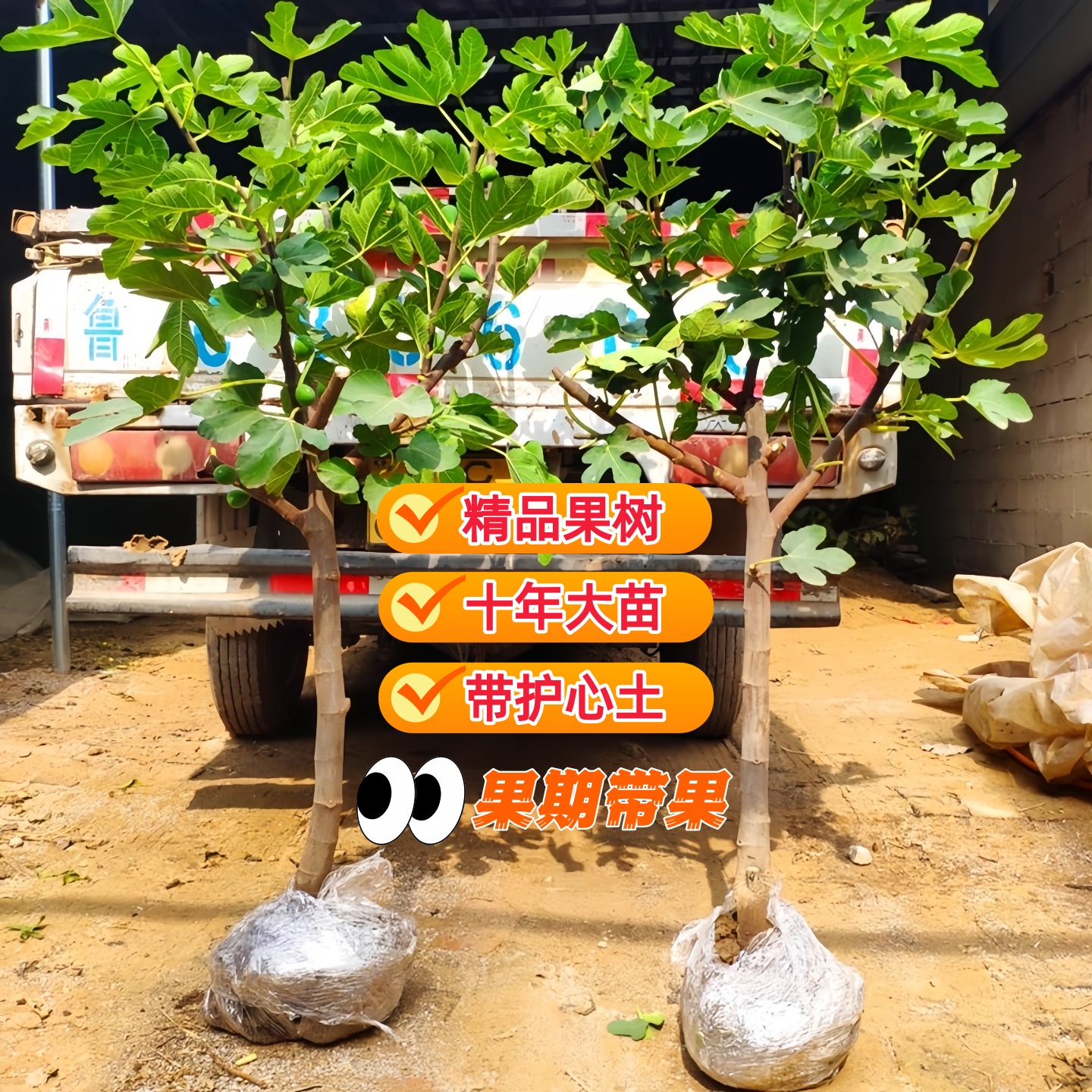 无花果树果苗当年结果特大果丰产黄无花果树专用肥营养土矮化老桩
