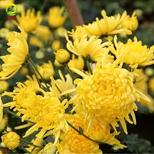 金丝皇菊花种子盆栽植物庭院泡茶黄菊花苗食用花卉贡菊杭白菊种籽