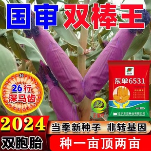 东单1331玉米种 小钢炮 东丹6531玉米种子507玉米种籽 1902玉米籽