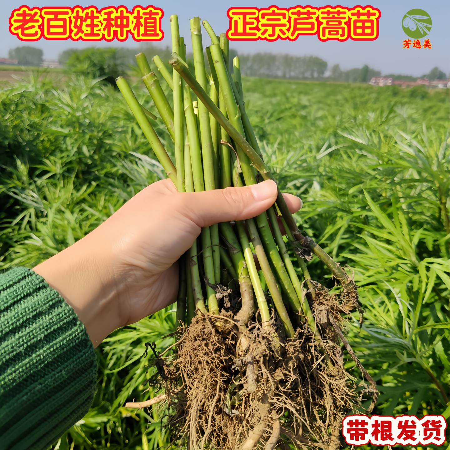 野芦蒿苗新鲜藜根多年生山