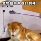 宠物拍狗神器打狗棒小巴掌训练狗犬鞭子仿真手掌拍不伤 打狗棍