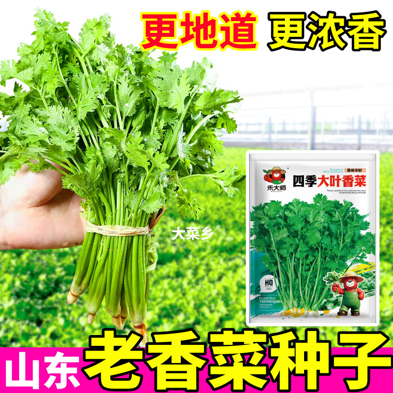 老香菜种子芫荽四季大叶香菜蔬菜种籽室内外盆栽农家小院种植