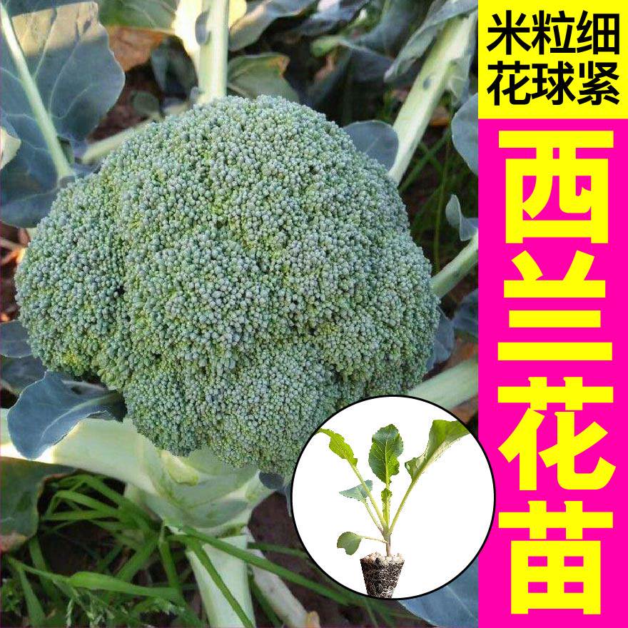 大菜乡四季盆栽西兰花苗秧