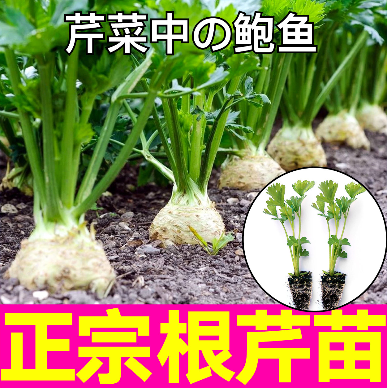 山东蔬菜大菜乡根芹四季种植