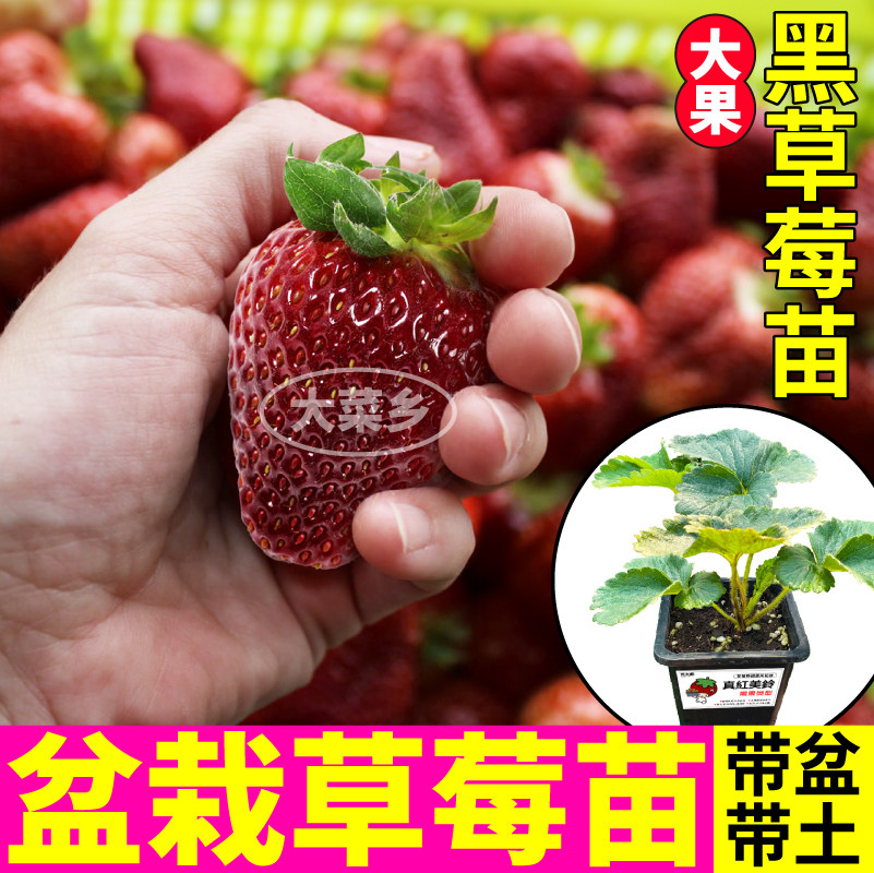 盆栽黑草莓苗秧带土带盆草莓大苗