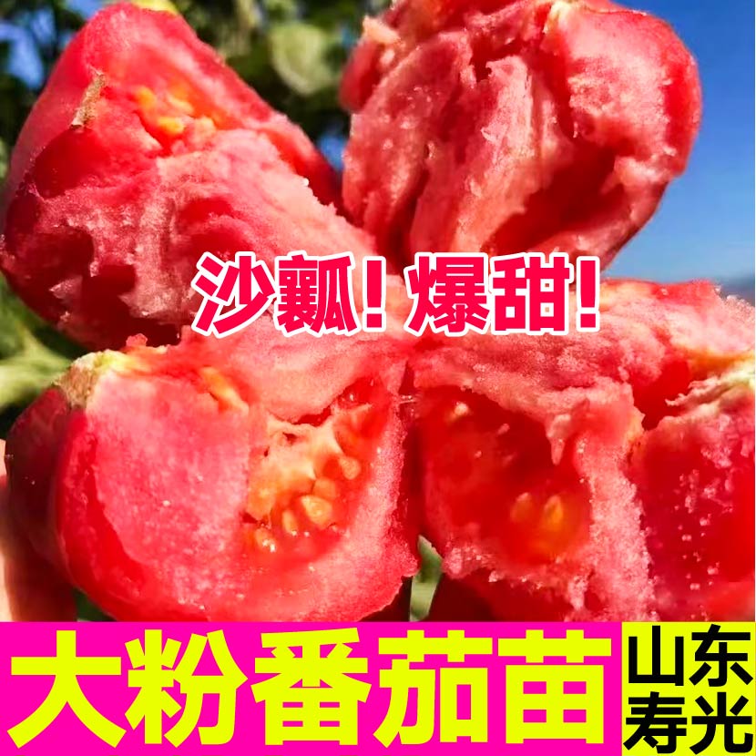 寿光大粉番茄苗爆甜沙瓤盆栽