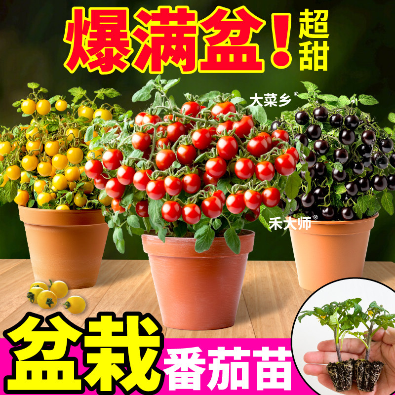 寿光对版矮生番茄苗秧