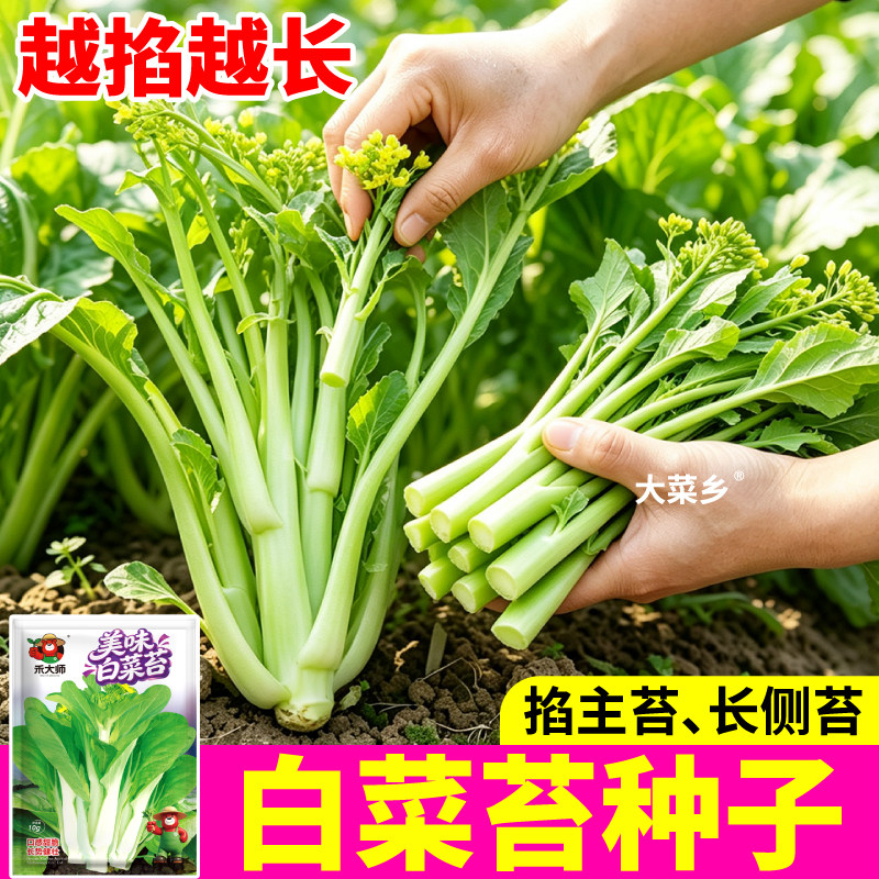 白菜苔种子采收期长速生红菜苔苔心菜蔬菜种籽田园小院盆栽种植