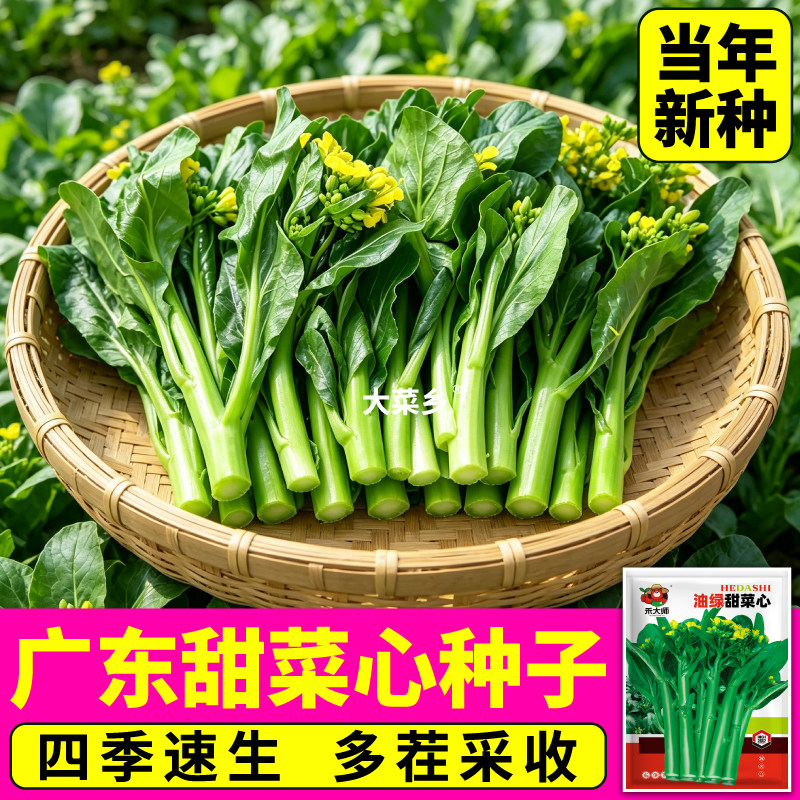 四季菜心种子盆栽阳台家庭园艺可种植四九甜菜心广东青菜籽高产