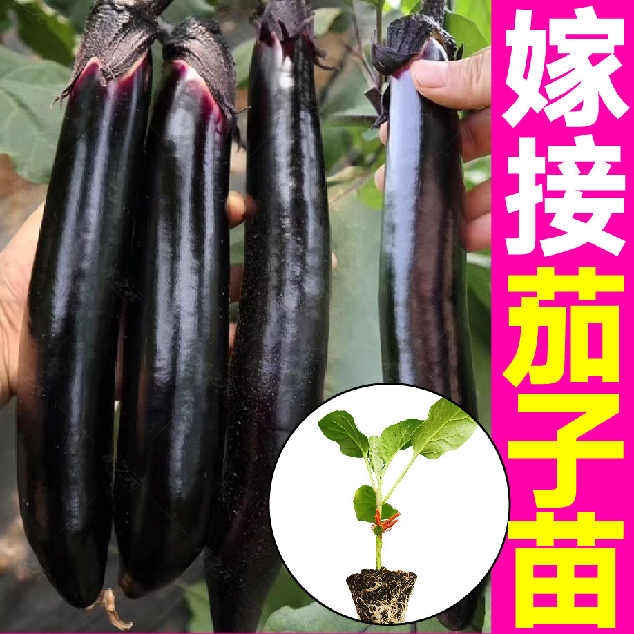 山东寿光嫁接大龙长茄苗秧带土球圆茄杭茄线茄白茄种子籽四季盆栽