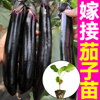 山东寿光嫁接大龙长茄苗秧带土球圆茄杭茄线茄白茄种子籽四季盆栽