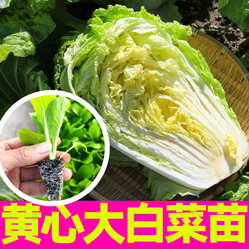 黄心大白菜耐寒寿光口感脆嫩