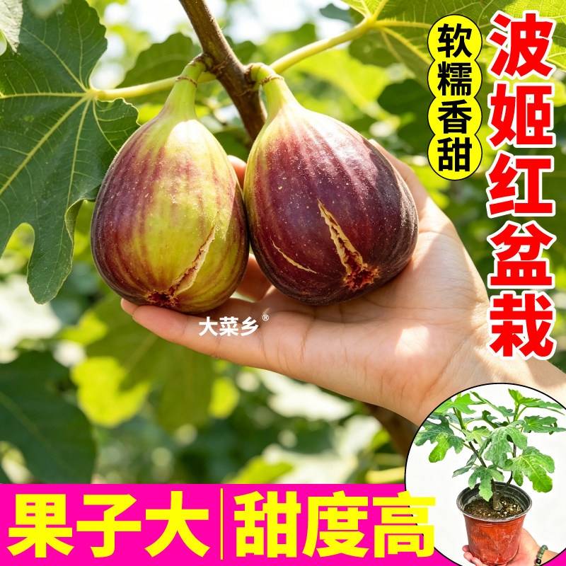 波姬红无花果树苗盆栽斯特拉金傲芬芭劳奈水果盆栽苗原土原盆