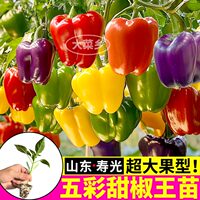寿光五彩甜椒苗秧带土球红绿黄白紫方椒太空椒辣椒种籽子四季盆栽