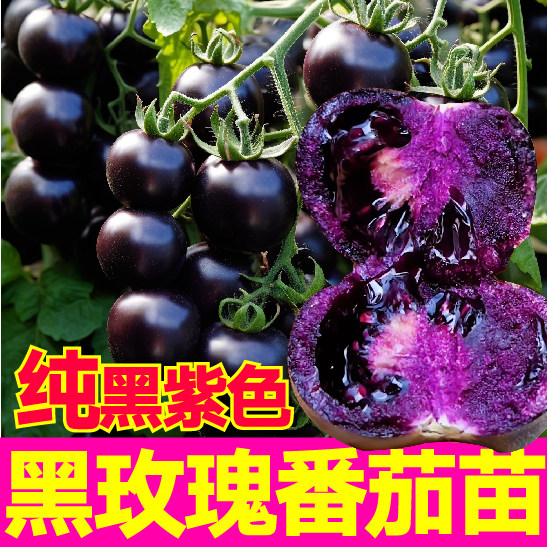 纯黑紫色四季超甜圣女果新品