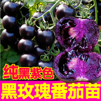超甜纯黑紫色黑玫瑰番茄苗秧多汁新品圣女果种子西红柿四季带土球