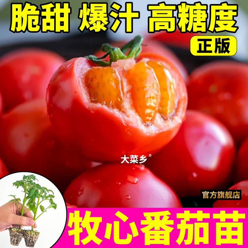 【寿光直发】牧心番茄苗秧