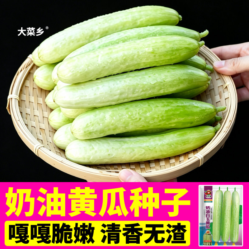 奶油白玉水果黄瓜种子四季高产