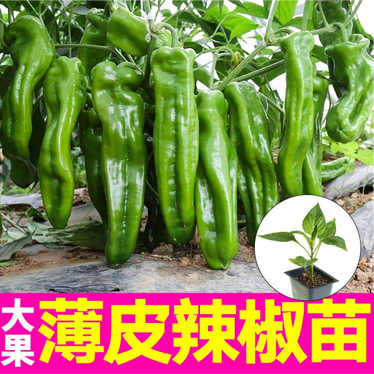 寿光薄皮辣椒苗四季高产香辣阳台