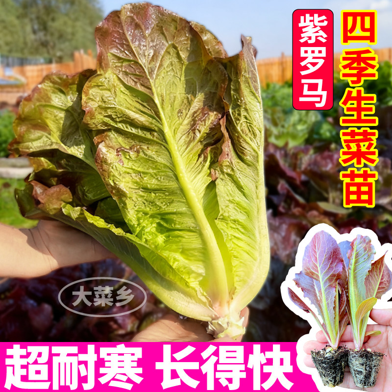 紫罗马生菜苗秧适合盆栽