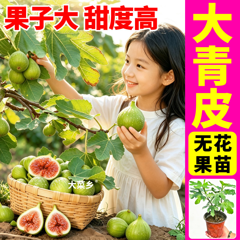 盆栽青皮无花果树苗原土原盆青皮金傲芬斯特拉无花果水果盆栽苗