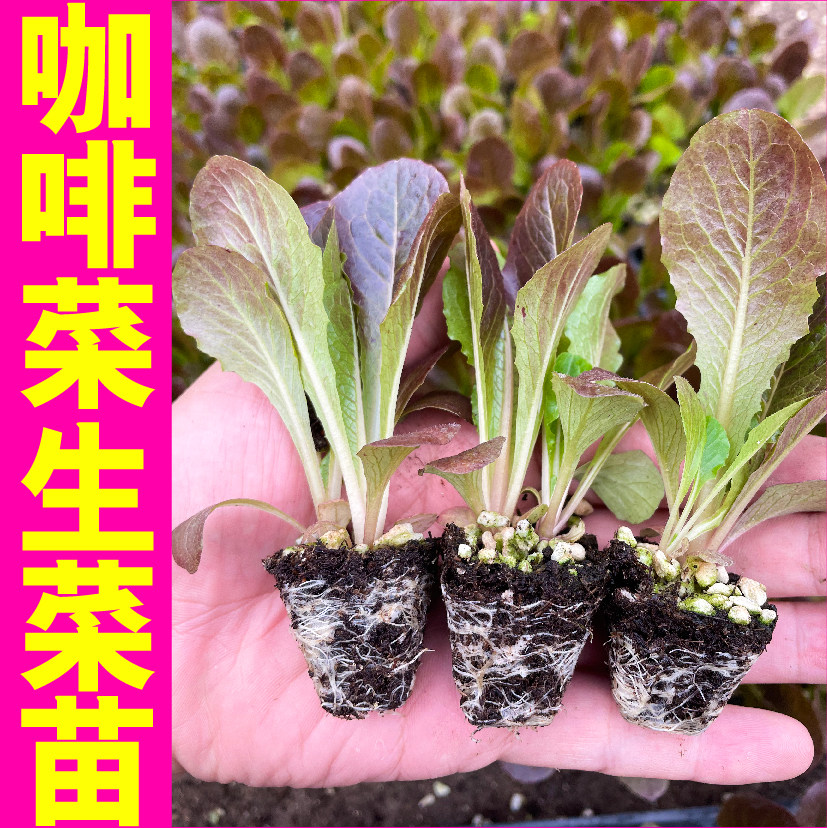 山东咖啡香麦菜生菜秧苗带土球直立大速生紫罗马红皱生菜种子盆栽