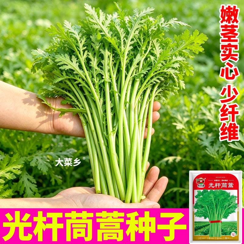 光杆茼蒿种子大叶三叉茼蒿蔬菜种籽易活生长快纤维少小院种植