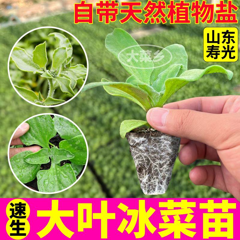 水晶冰菜大苗四季盆栽带土球