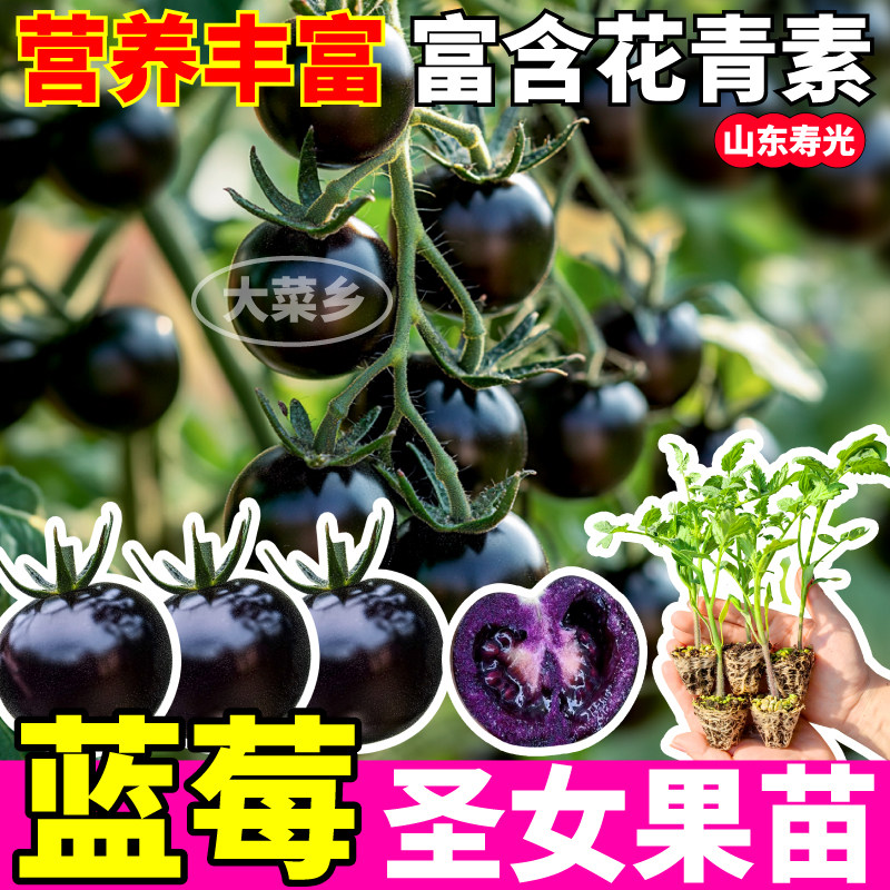 蓝莓圣女果苗四季高产带土球
