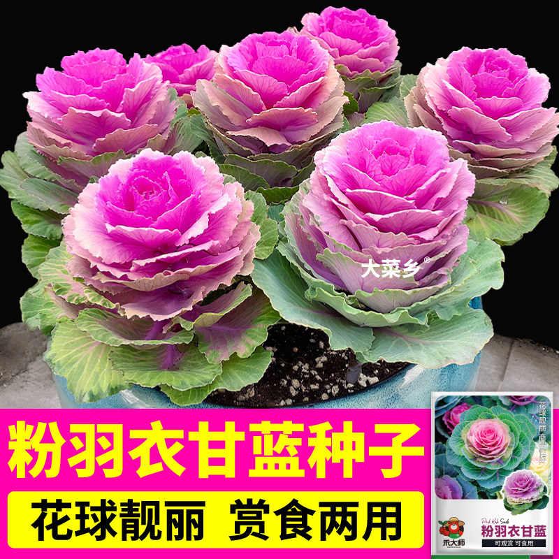 粉羽衣甘蓝种子观赏性强营养丰富