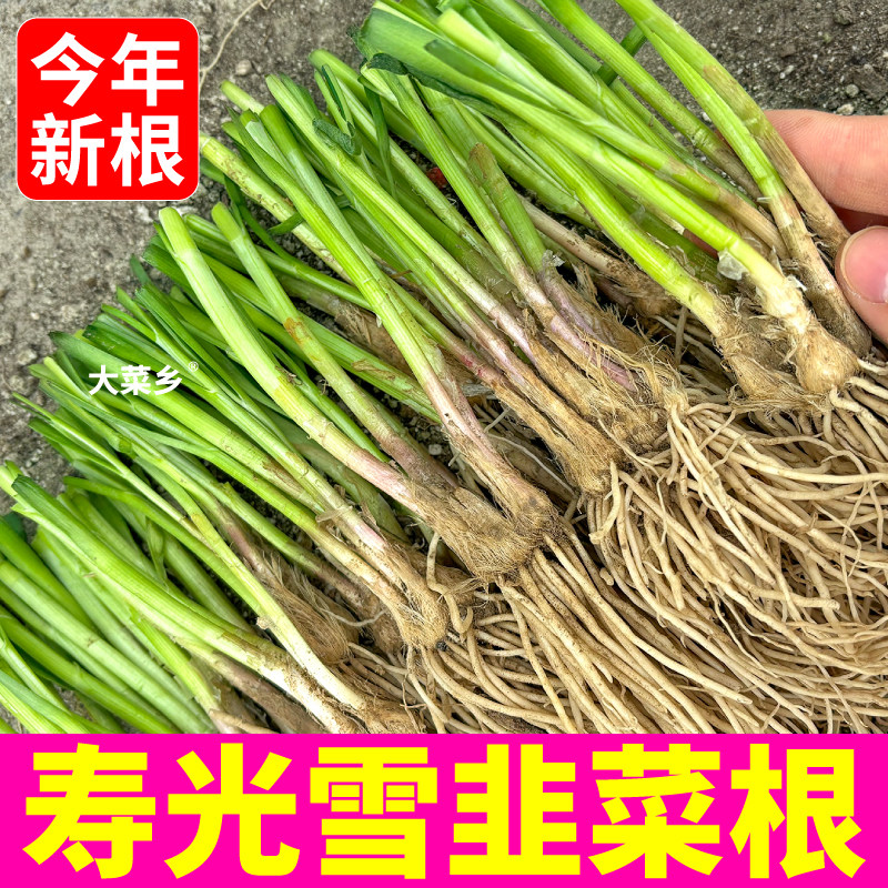 雪韭宽叶韭菜根苗四季种苗种根阳台红根韭菜秧苗盆栽庭院可种